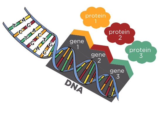DNA and Genecell 4 (2)